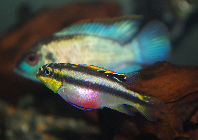 プルケール　　<i>Pelvicachromis pulcher</i>