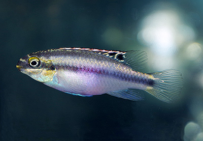 2020.01.05 　　<i>Pelvicachromis pulcher</i>