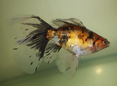 金魚　　<i>Carassius auratus auratus</i>　　ID 2420