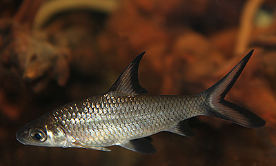 シルバーシャーク　　 <i>Balantiocheilos melanopterus</i>　　ID 2908