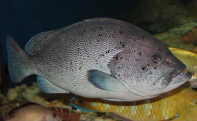 京都大学白浜水族館 ⑧　　<i>Epinephelus cyanopodus</i>　　ID 2595