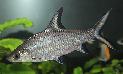 シルバーシャーク　　<i>Balantiocheilos melanopterus</i>　　ID 3087
