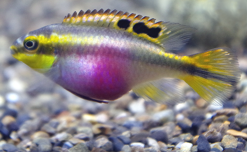 プルケール(ペルマト)♀　　<i>Pelvicachromis pulcher</i>