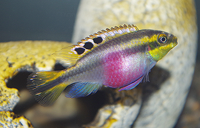 プルケール(ペルマト)♀　　<i>Pelvicachromis pulcher</i>