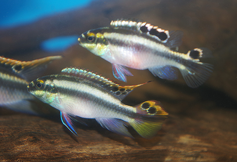 <i>Pelvicachromis pulcher</i>