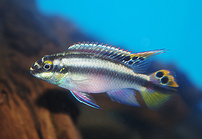 プルケール(ペルマト)　　<i>Pelvicachromis pulcher</i>