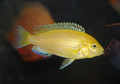2020.04.05　<i>Labidochromis sp."yellow"</i>