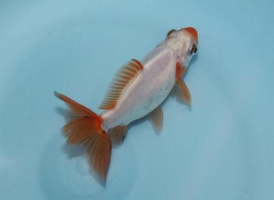 金魚水景　　<i>Carassius auratus auratus</i>　　ID 2454
