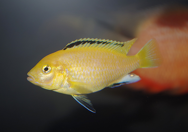 <i>Labidochromis sp."yellow"</i>