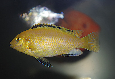 ラビドクロミス sp.　　<i>Labidochromis sp."yellow"</i>　ID 3434