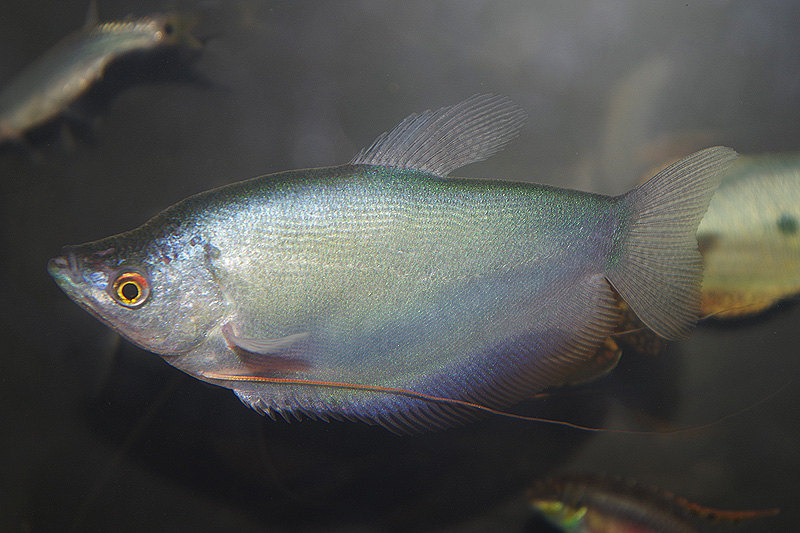 <i>Trichogaster microlepis</i>