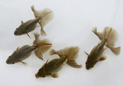 土佐錦魚　　<i>Carassius auratus auratus</i>　　ID 2318