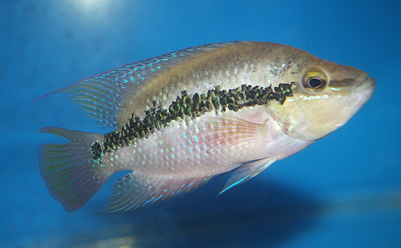 <i>Trichromis salvini</i>
