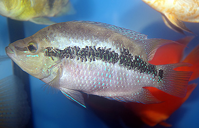 サルビニーシクリッド　　<i>Trichromis salvini</i>