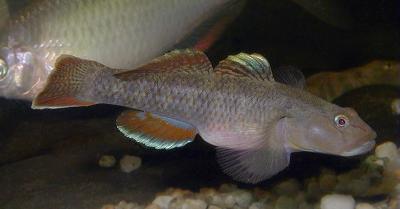 日本産淡水魚　　<i>Rhinogobius flumineus</i>　　ID 2805