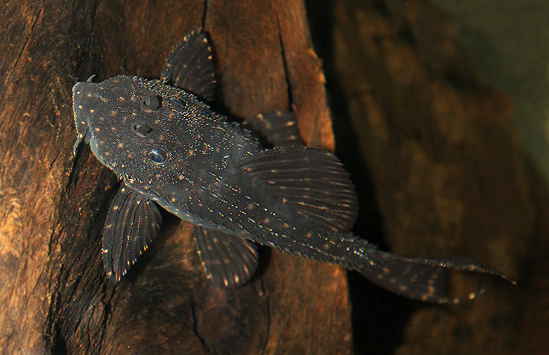 <i>Pseudacanthicus sp</i>