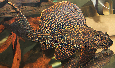 セルフィンプレコ　　<i>Glyptoperichthys gibbiceps</i>　　ID 2976