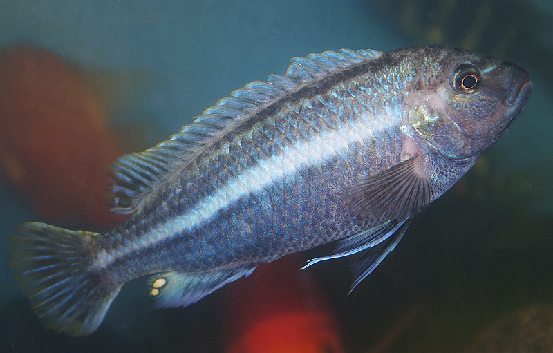 <i>Melanochromis auratus</i>