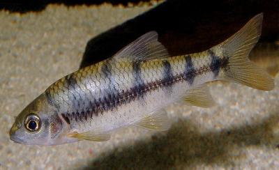 半刺光唇魚　　<i>Acrossocheilus hemispinus</i>　　ID2173