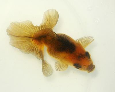 土佐錦魚　　<i>Carassius auratus auratus</i>　　ID 2344
