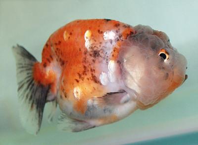 らんちゅう型金魚　　<i>Carassius auratus auratus</i>　　ID 2353