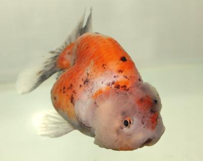 らんちゅう型金魚　　<i>Carassius auratus auratus</i>　　ID 2356