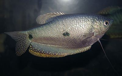 ブルーグーラミィ　　 <i>Trichogaster trichopterus</i>　　ID 3334