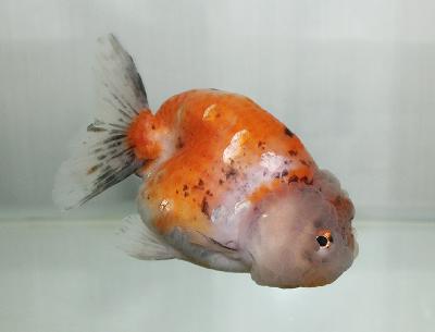 らんちゅう型金魚　　<i>Carassius auratus auratus</i>　　ID 2359