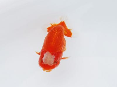 金魚　　<i>Carassius auratus auratus</i>　　ID 2362