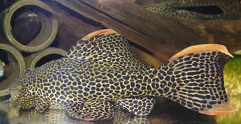 <i>Pseudacanthicus sp. cf.leopardus</i>