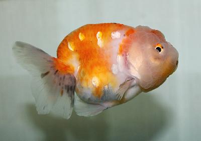 らんちゅう型金魚　　<i>Carassius auratus auratus</i>　　ID 2368