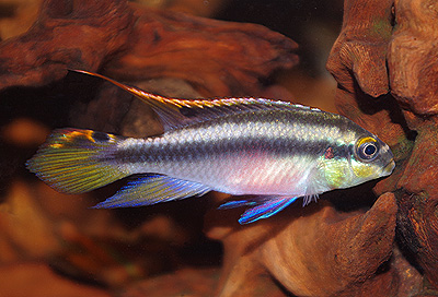 2020.10.04　　<i>Pelvicachromis pulcher</i>