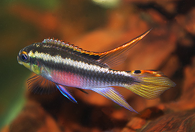  プルケール(ぺルマト)　　<i>Pelvicachromis pulcher</i>　ID 3506