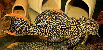 オレンジフィンレオパードトリムプレコ　　<i>Pseudacanthicus sp. cf.leopardus</i>　　ID 3022