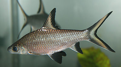 シルバーシャーク　　<i>Balantiocheilos melanopterus</i>　　ID 3041