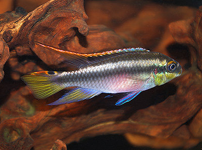 2020.12.06　　<i>Pelvicachromis pulcher</i>