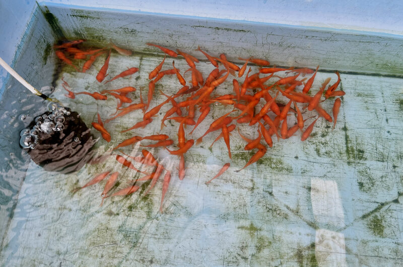 2025.05.11　金魚