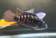 ジャック デンプシー　Rocio octofasciata