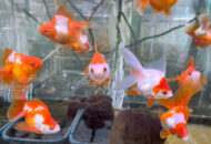 2025.06.01　金魚