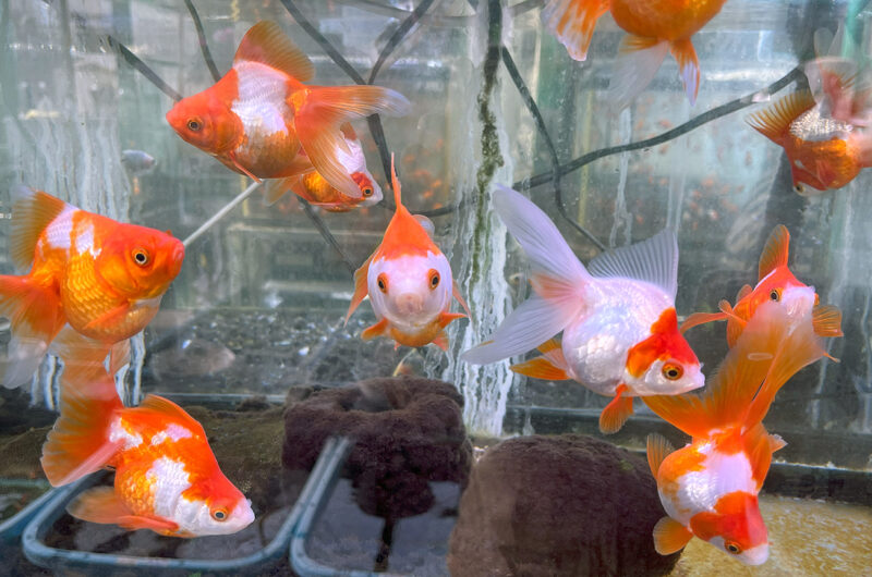 2025.06.01　金魚