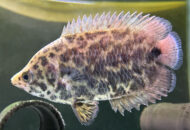 レオパード クテノポマ　　Ctenopoma acutirostre