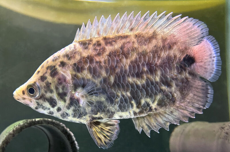 レオパード クテノポマ　　Ctenopoma acutirostre