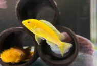 イエローシクリッド　　Labidochromis sp Yellow