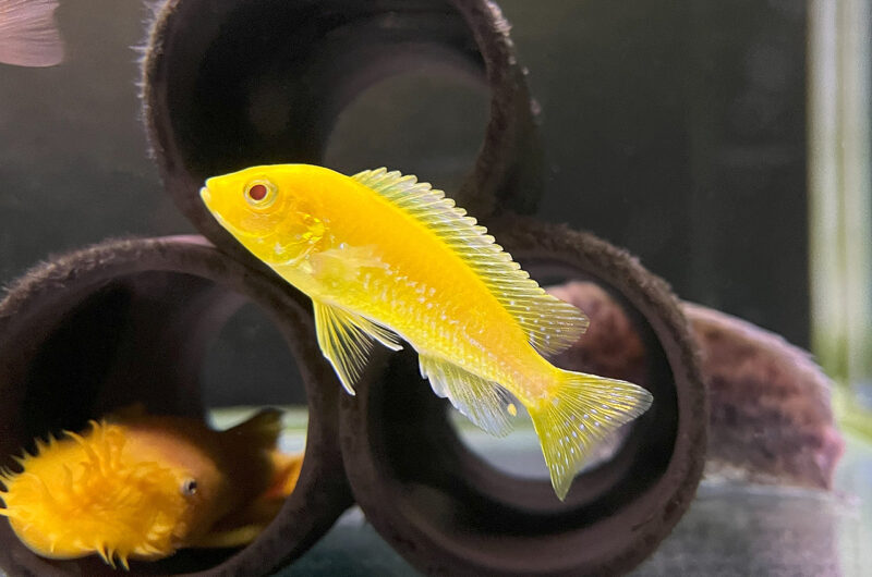 イエローシクリッド　　Labidochromis sp Yellow
