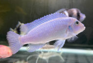 ブルーゼブラ シクリッド　　Pseudotropheus sp. “zebra”