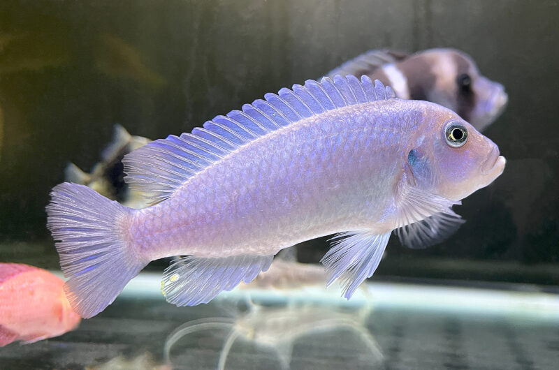 ブルーゼブラ シクリッド　　Pseudotropheus sp. “zebra”