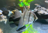 ペルーアルタム　　Pterophyllum scalare