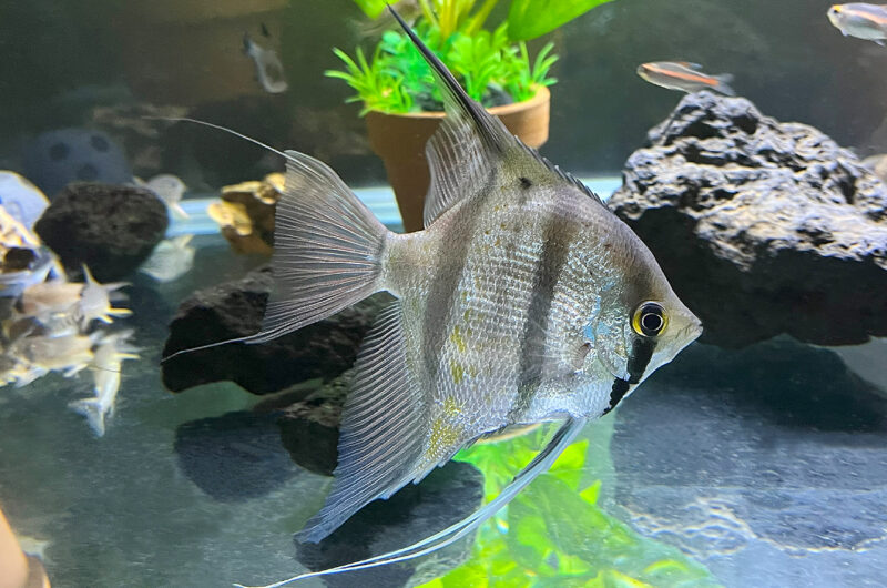 ペルーアルタム　　Pterophyllum scalare