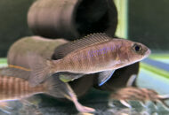 アーリー　　Sciaenochromis fryeri