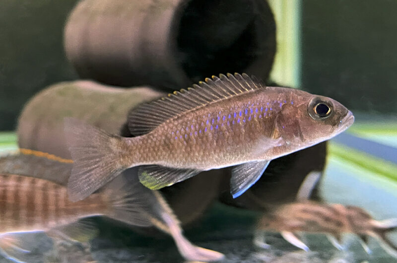 アーリー　　Sciaenochromis fryeri